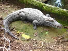 Chapare Tour, Villa Tunari