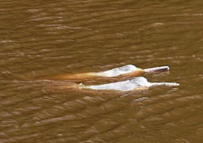Pink Dolphin Tour, Rurrenabaque