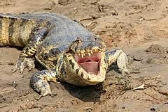 Pampas Tour, Rurrenabaque