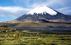 Sajama Park and Lauca River Tour, La Paz