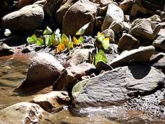 Jungle Tour, Rurrenabaque