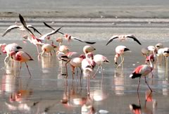 La Paz - Uyuni Salt Flat - La Paz Shared Tour, Uyuni